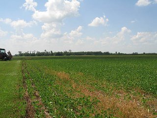 Property photo 9 - 180+/- Acres offered in 2 Tracts Land Auction, Highly Productive Tillable Cropland